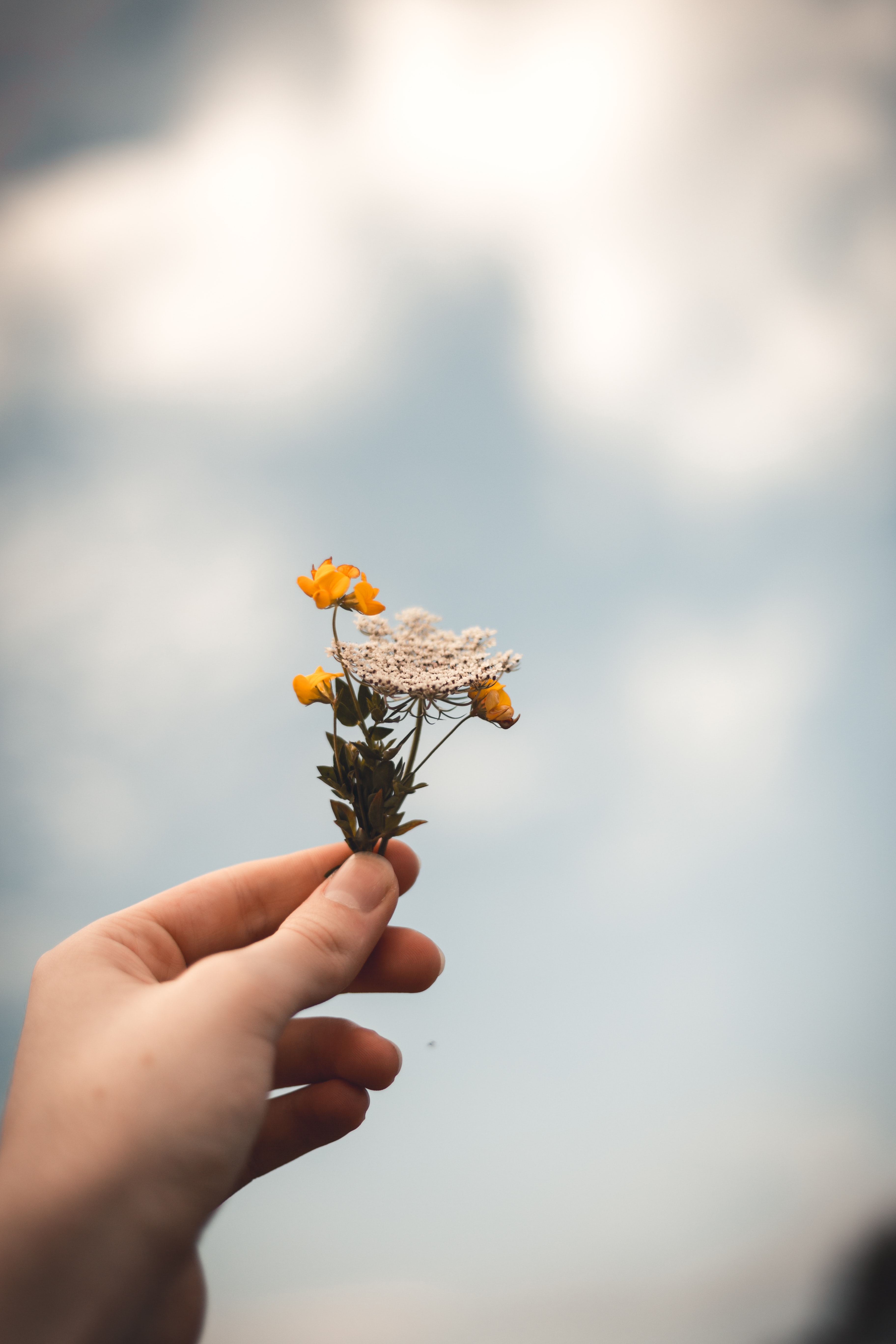 Flower - No image